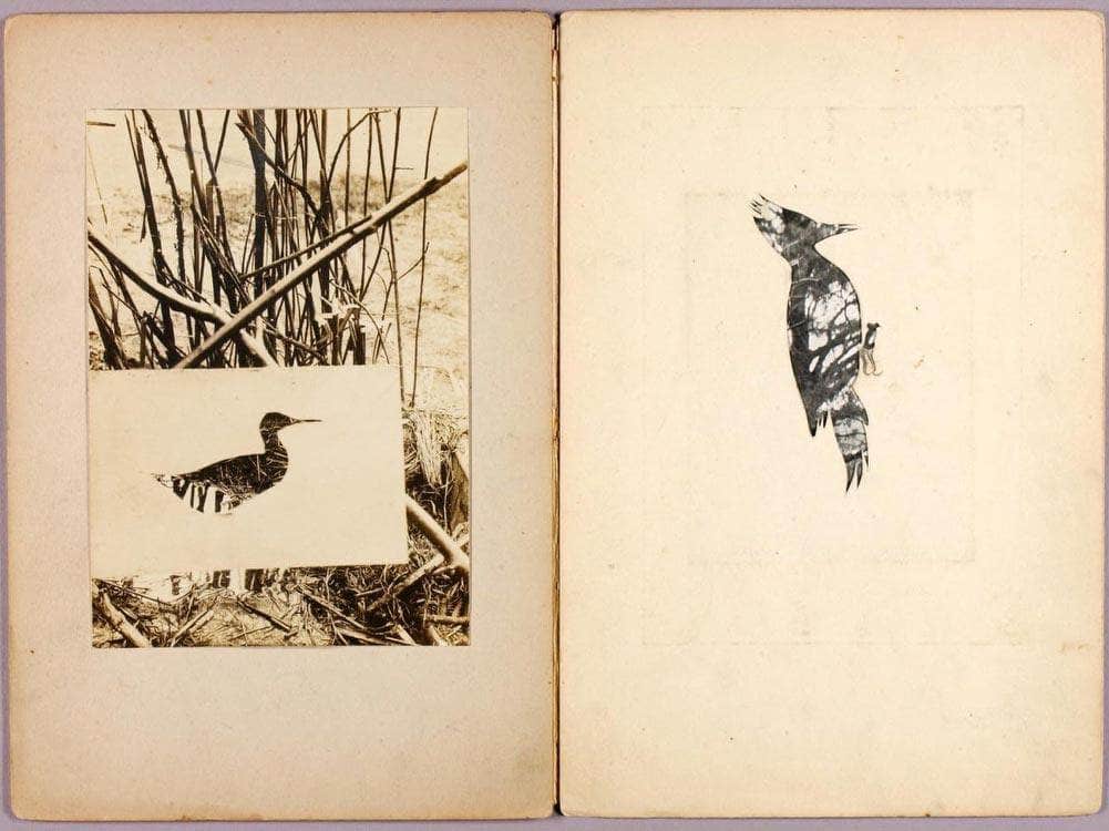 Rail And Woodpecker, Study Folder For Book Concealing Coloration In The Animal Kingdom By Abbott Handerson Thayer Fine Art Print