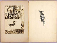Rail And Woodpecker, Study Folder For Book Concealing Coloration In The Animal Kingdom By Abbott Handerson Thayer Fine Art Print
