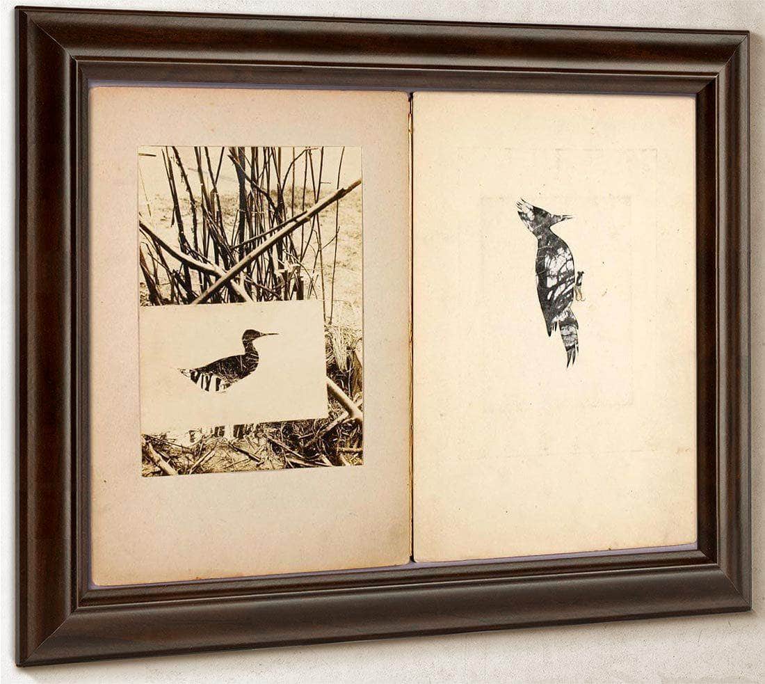Rail And Woodpecker, Study Folder For Book Concealing Coloration In The Animal Kingdom By Abbott Handerson Thayer Fine Art Print