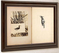 Rail And Woodpecker, Study Folder For Book Concealing Coloration In The Animal Kingdom By Abbott Handerson Thayer Fine Art Print