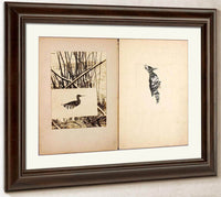 Rail And Woodpecker, Study Folder For Book Concealing Coloration In The Animal Kingdom By Abbott Handerson Thayer Fine Art Print