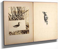 Rail And Woodpecker, Study Folder For Book Concealing Coloration In The Animal Kingdom By Abbott Handerson Thayer Fine Art Print