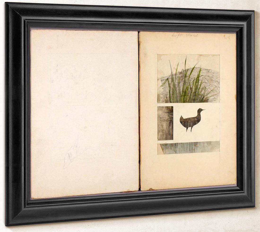 Rail, Study Folder For Book Concealing Coloration In The Animal Kingdom By Abbott Handerson Thayer Fine Art Print