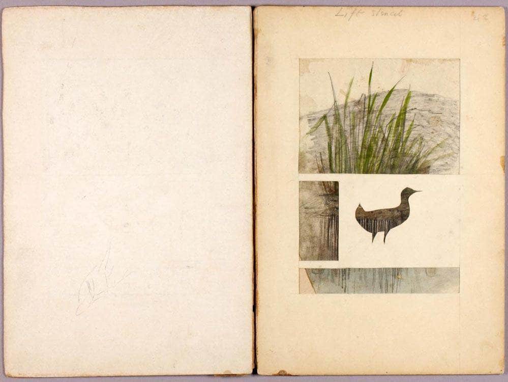 Rail, Study Folder For Book Concealing Coloration In The Animal Kingdom By Abbott Handerson Thayer Fine Art Print
