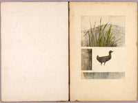 Rail, Study Folder For Book Concealing Coloration In The Animal Kingdom By Abbott Handerson Thayer Fine Art Print