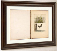 Rail, Study Folder For Book Concealing Coloration In The Animal Kingdom By Abbott Handerson Thayer Fine Art Print