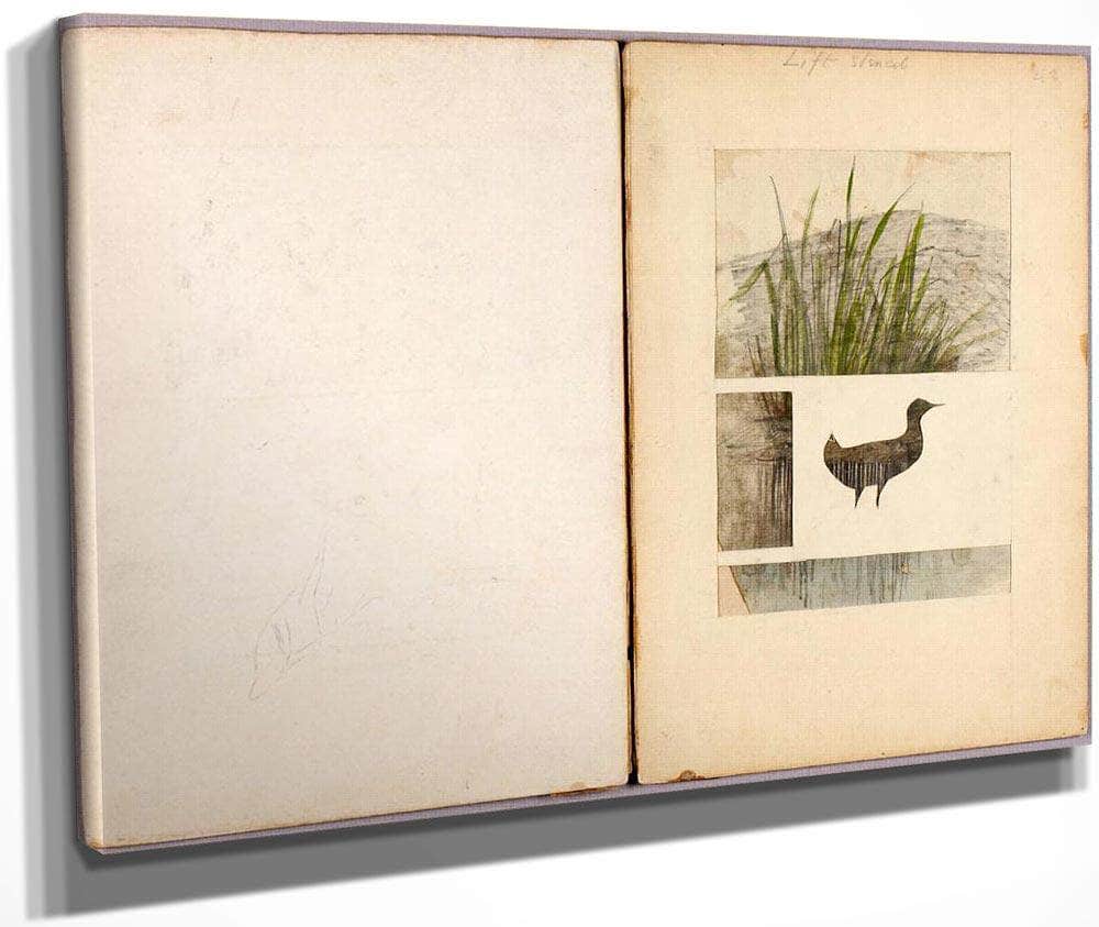 Rail, Study Folder For Book Concealing Coloration In The Animal Kingdom By Abbott Handerson Thayer Fine Art Print