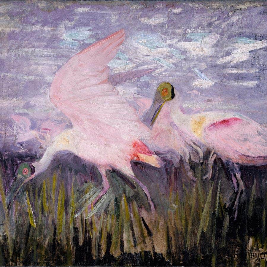 Roseate Spoonbills, Study For Book Concealing Coloration In The Animal Kingdom By Abbott Handerson Thayer Fine Art Print