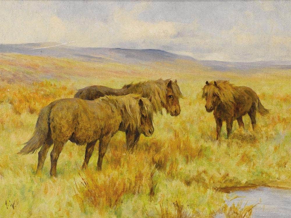 Shetland Ponies By Arthur Wardle Fine Art Print