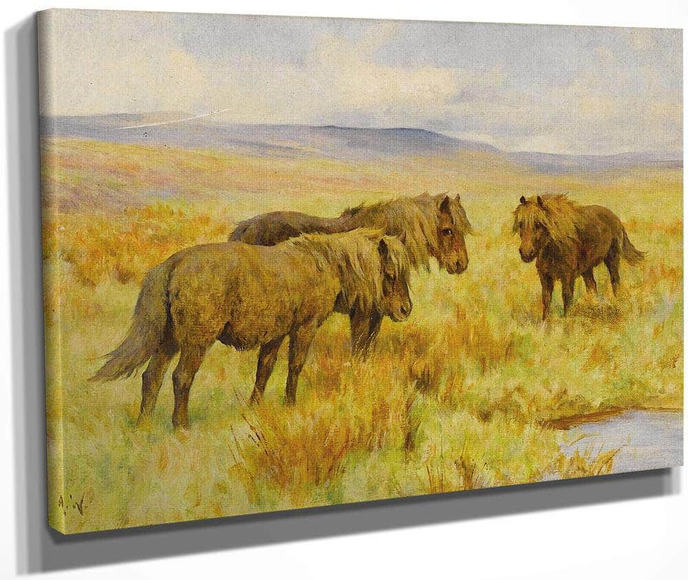 Shetland Ponies By Arthur Wardle Fine Art Print