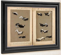 Skunks, Study Folder For Book Concealing Coloration In The Animal Kingdom By Abbott Handerson Thayer Fine Art Print