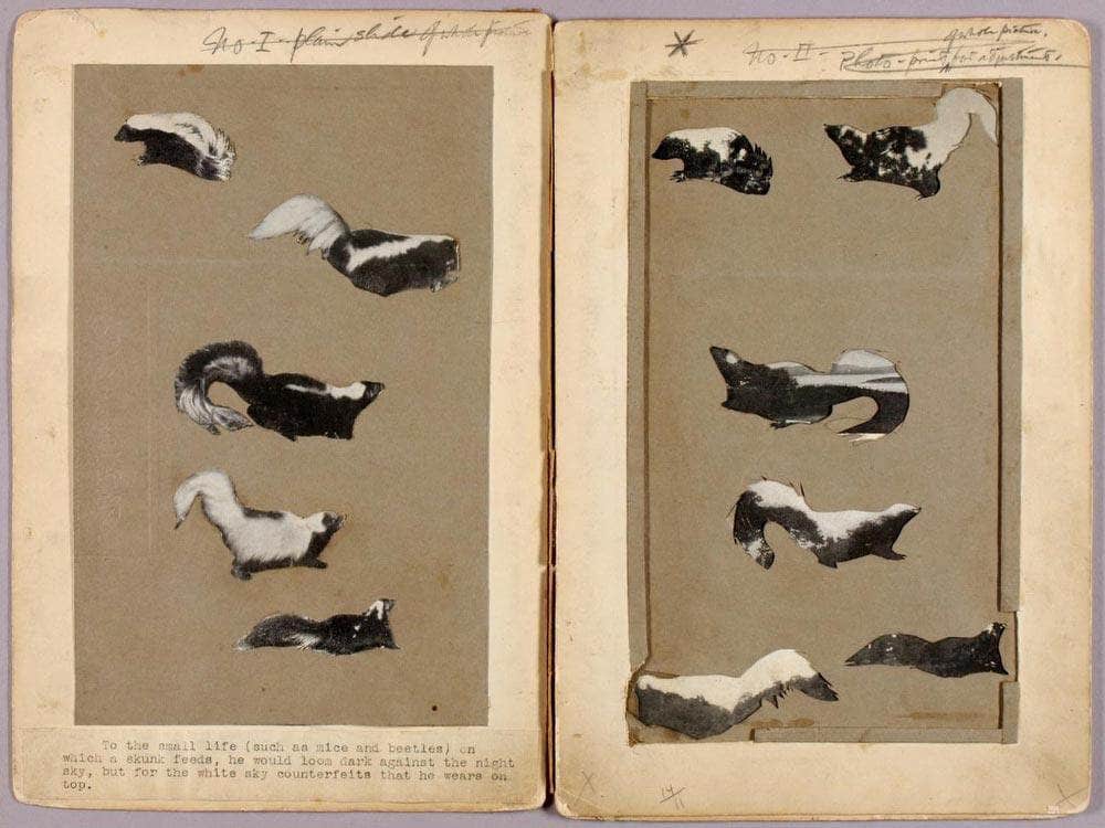 Skunks, Study Folder For Book Concealing Coloration In The Animal Kingdom By Abbott Handerson Thayer Fine Art Print