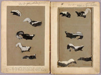 Skunks, Study Folder For Book Concealing Coloration In The Animal Kingdom By Abbott Handerson Thayer Fine Art Print