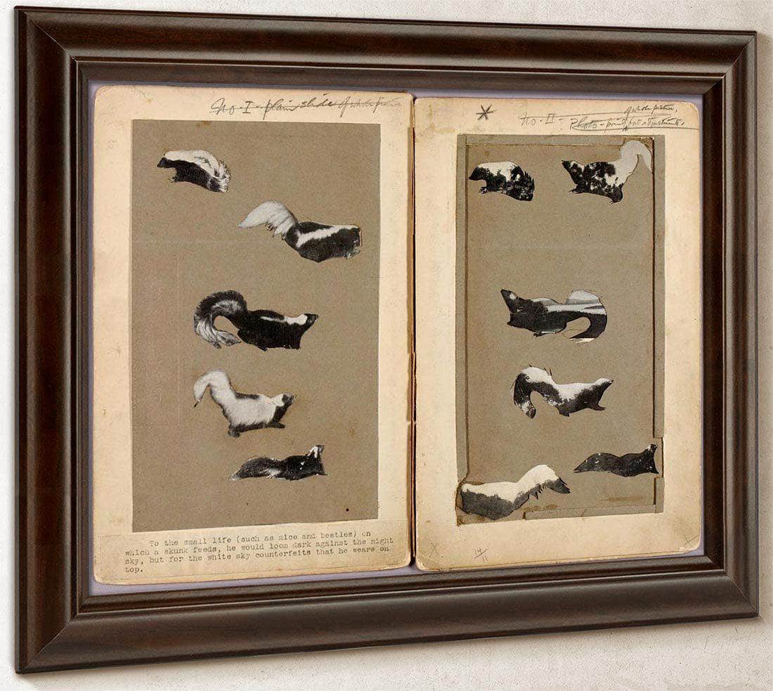 Skunks, Study Folder For Book Concealing Coloration In The Animal Kingdom By Abbott Handerson Thayer Fine Art Print