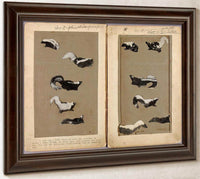 Skunks, Study Folder For Book Concealing Coloration In The Animal Kingdom By Abbott Handerson Thayer Fine Art Print