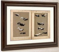 Skunks, Study Folder For Book Concealing Coloration In The Animal Kingdom By Abbott Handerson Thayer Fine Art Print