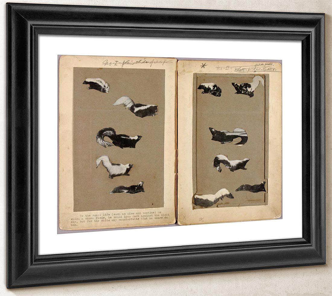 Skunks, Study Folder For Book Concealing Coloration In The Animal Kingdom By Abbott Handerson Thayer Fine Art Print