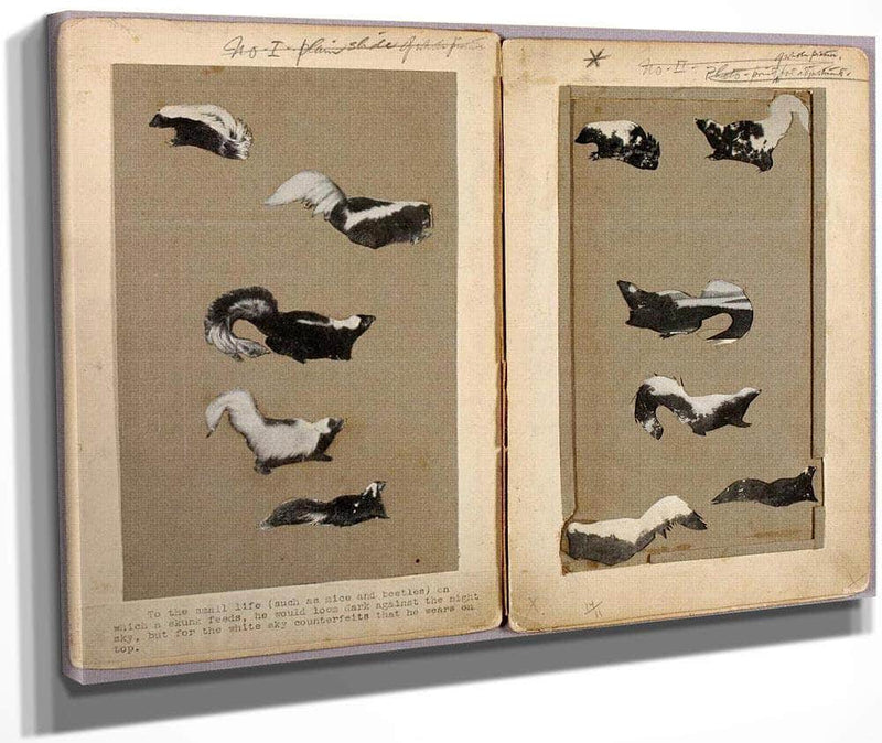 Skunks, Study Folder For Book Concealing Coloration In The Animal Kingdom By Abbott Handerson Thayer Fine Art Print