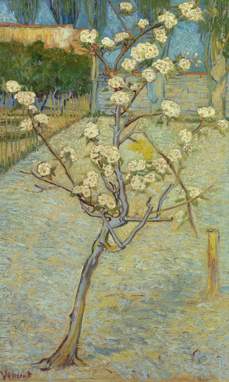 Small Pear Tree In Blossom By Vincent Van Gogh Fine Art Print