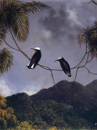 Snowcap By Martin Johnson Heade Fine Art Print