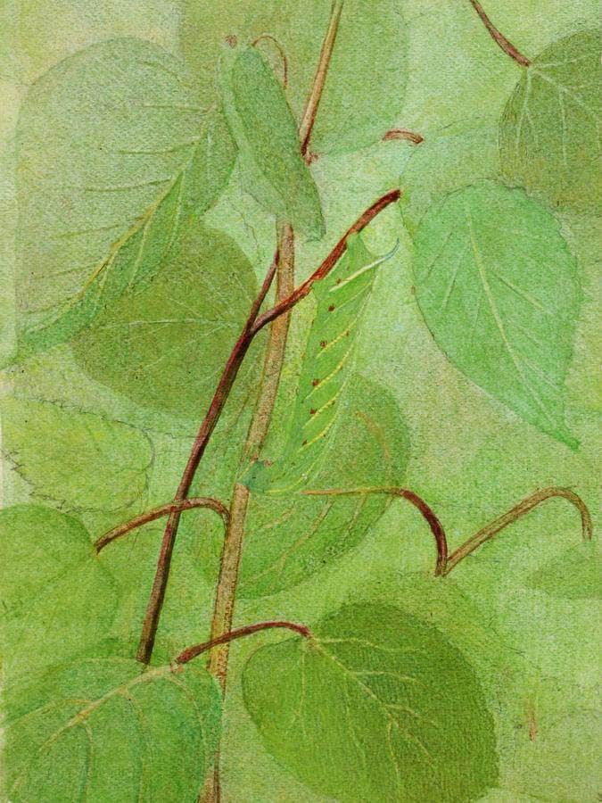 Sphinx Caterpillar, Study For Book Concealing Coloration In The Animal Kingdom By Abbott Handerson Thayer Fine Art Print