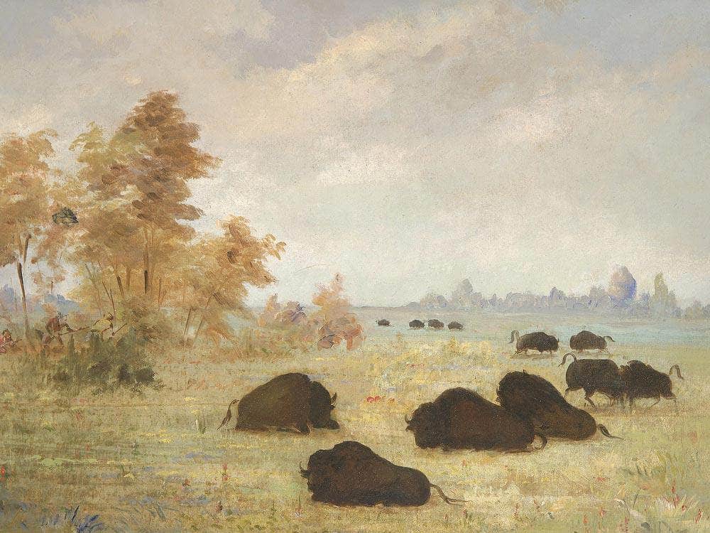Stalking Buffalo, Arkansas By George Catlin Fine Art Print