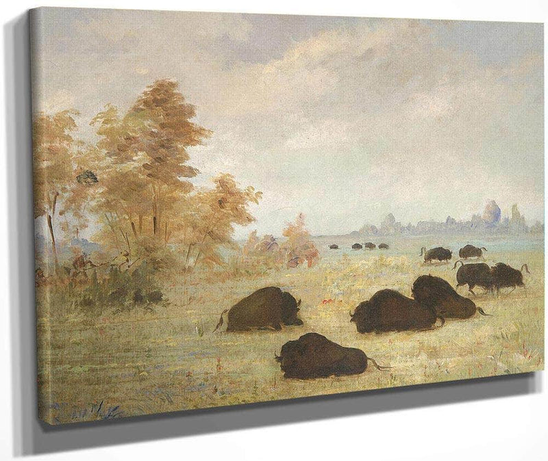 Stalking Buffalo, Arkansas By George Catlin Fine Art Print