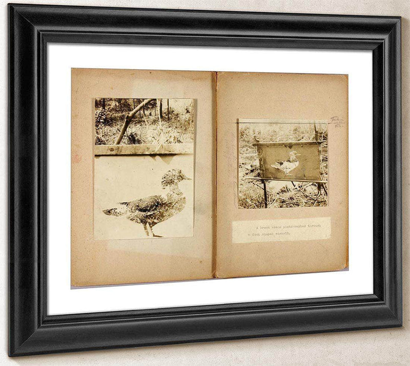 Stencil Ducks, Study Folder For Book Concealing Coloration In The Animal Kingdom By Abbott Handerson Thayer Fine Art Print