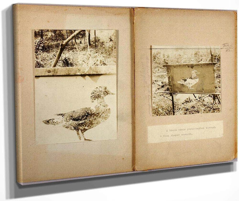 Stencil Ducks, Study Folder For Book Concealing Coloration In The Animal Kingdom By Abbott Handerson Thayer Fine Art Print