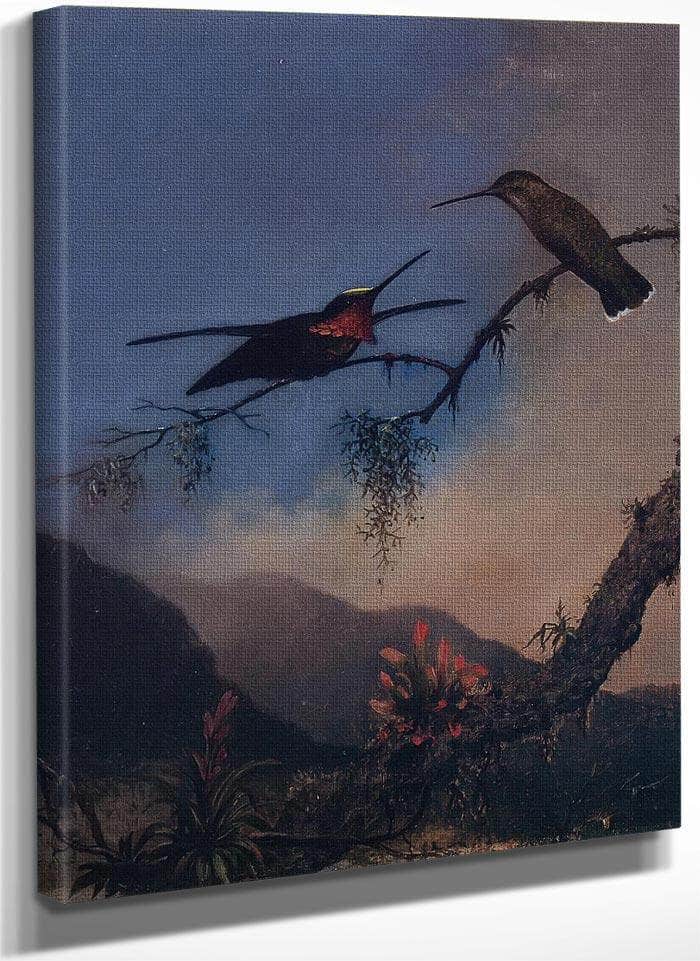 Stripe Breasted Starthroat By Martin Johnson Heade Fine Art Print