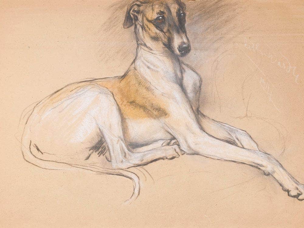 Studies Of A Greyhound By Arthur Wardle Fine Art Print