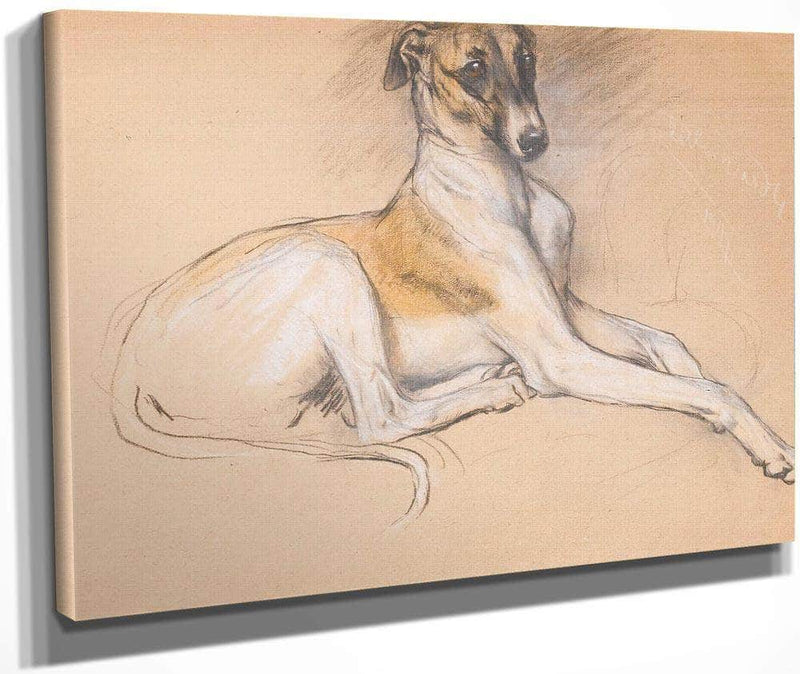 Studies Of A Greyhound By Arthur Wardle Fine Art Print