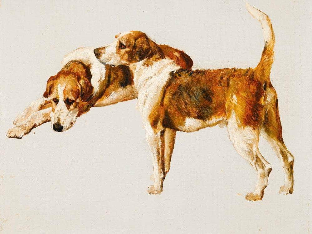 Studies Of A Hound By Arthur Wardle Fine Art Print
