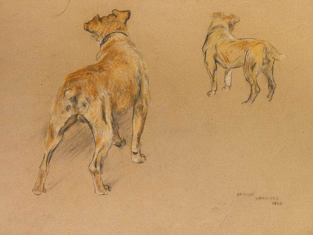 Studies Of A Terrier From Behind By Arthur Wardle Fine Art Print