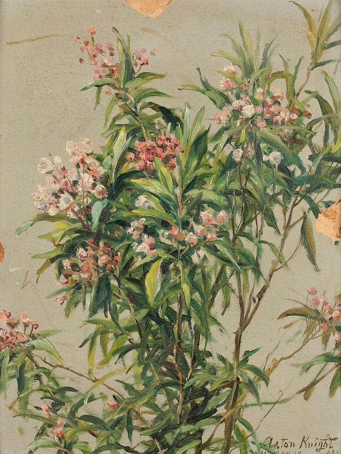 Study Of An Oleander By Louis Aston Knight Fine Art Print