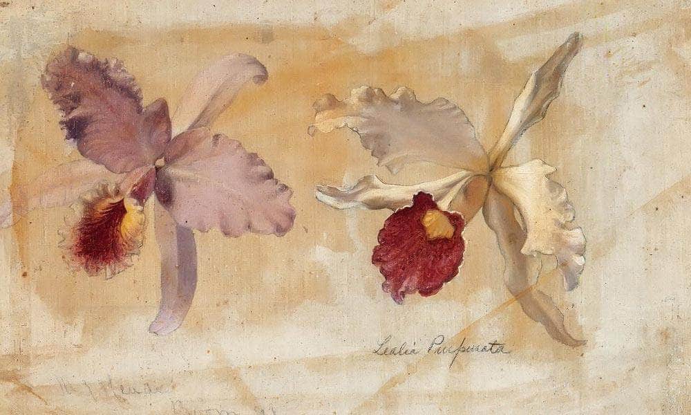 Study Of Lealia Purpurata And Another Orchid By Martin Johnson Heade Fine Art Print