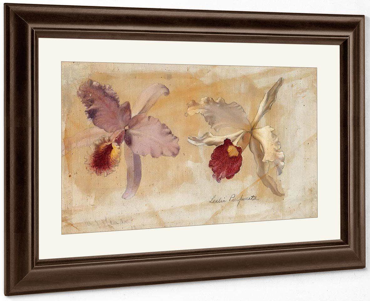 Study Of Lealia Purpurata And Another Orchid By Martin Johnson Heade Fine Art Print