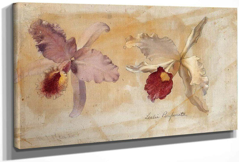 Study Of Lealia Purpurata And Another Orchid By Martin Johnson Heade Fine Art Print