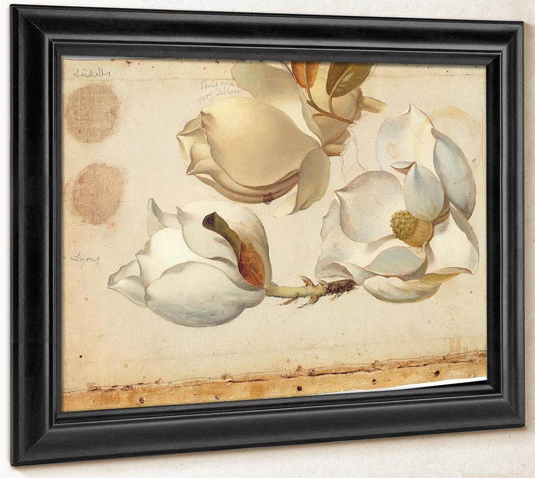Study Of Three Blossoms Of Magnolia By Martin Johnson Heade Fine Art Print