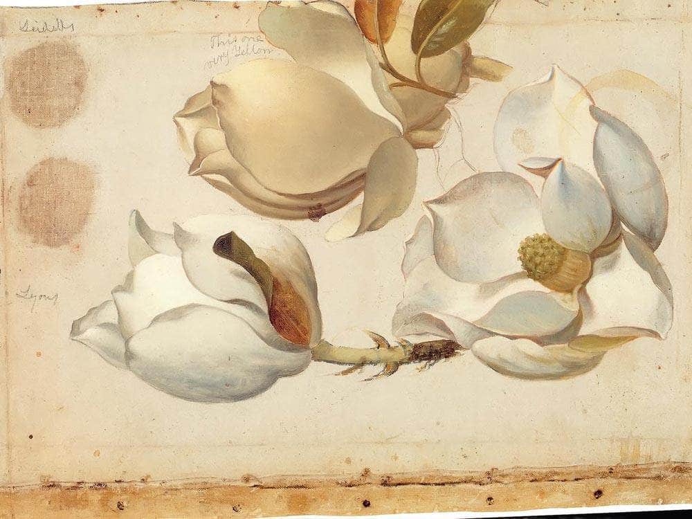 Study Of Three Blossoms Of Magnolia By Martin Johnson Heade Fine Art Print
