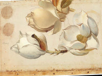 Study Of Three Blossoms Of Magnolia By Martin Johnson Heade Fine Art Print