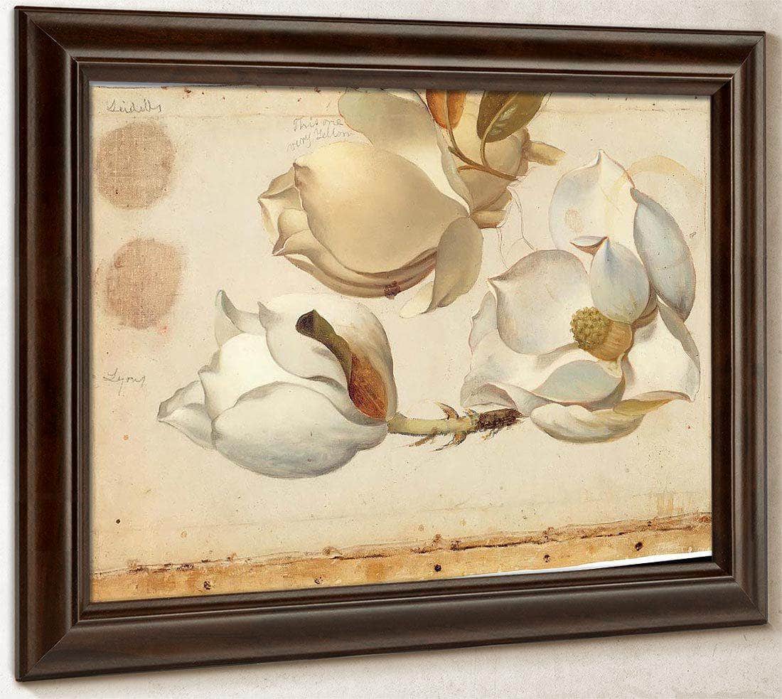 Study Of Three Blossoms Of Magnolia By Martin Johnson Heade Fine Art Print