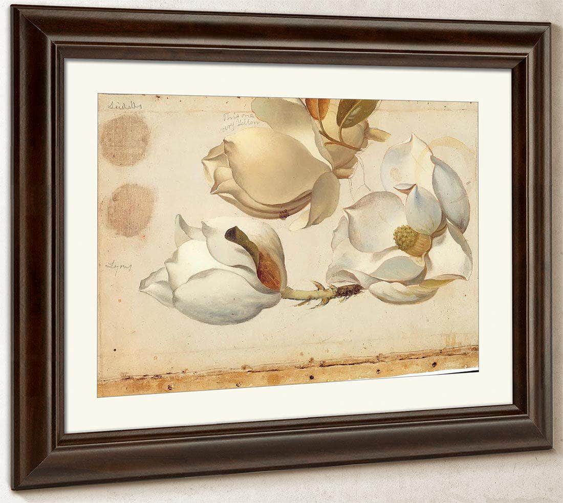 Study Of Three Blossoms Of Magnolia By Martin Johnson Heade Fine Art Print