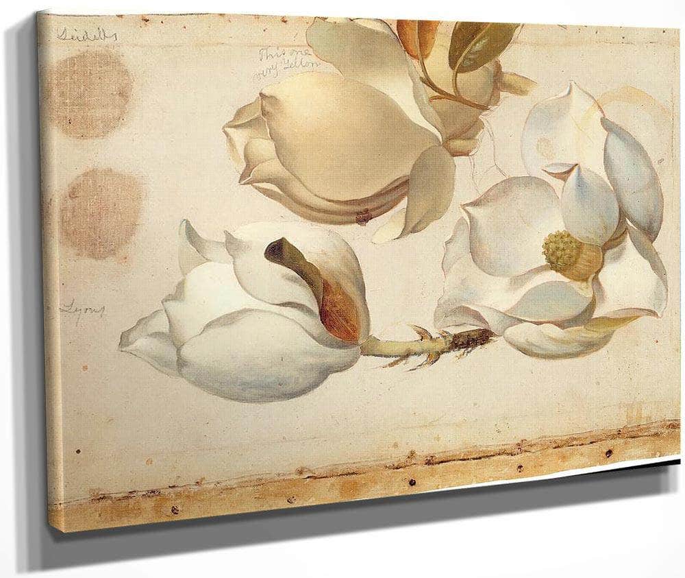 Study Of Three Blossoms Of Magnolia By Martin Johnson Heade Fine Art Print