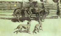 The Call For Help Aka At Bay By Frederic Remington Fine Art Print