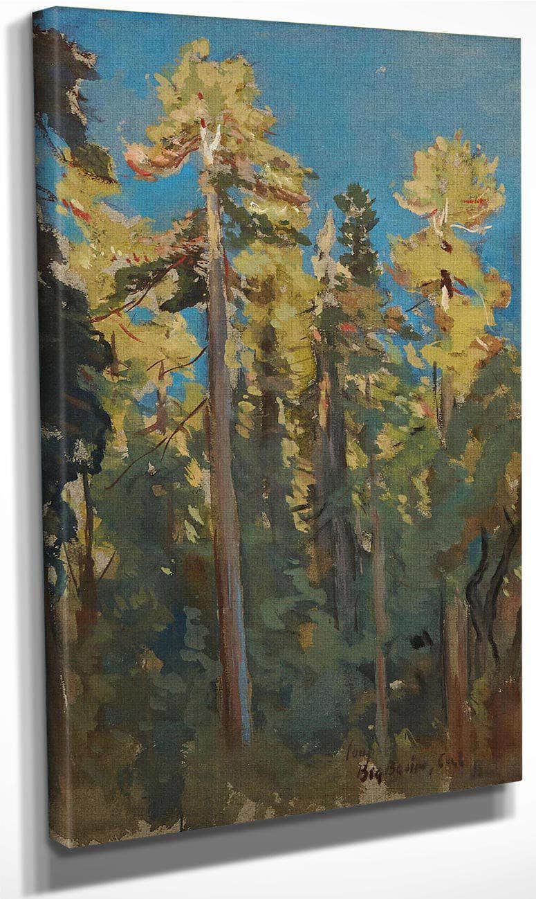The Last Rays, Big Basin, Cal By Colin Campbell Cooper Fine Art Print