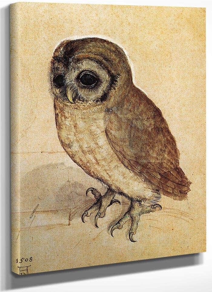 The Little Owl 1506 By Albrecht Durer Fine Art Print