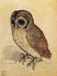 The Little Owl 1506 By Albrecht Durer Fine Art Print
