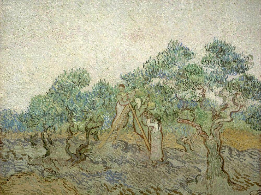 The Olive Orchard By Vincent Van Gogh Fine Art Print