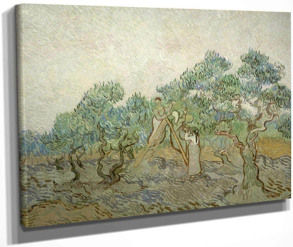 The Olive Orchard By Vincent Van Gogh Fine Art Print